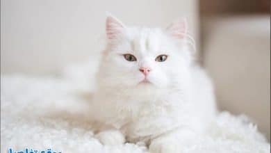 تفسير حلم القطة البيضاء في المنام