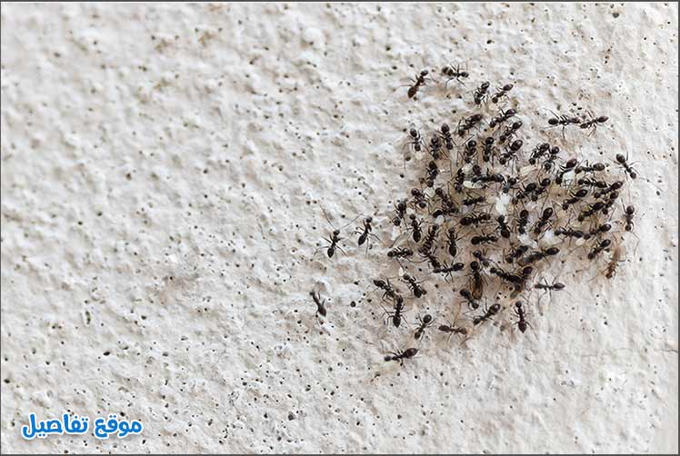 اكتومثرين للنمل
