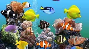 ما هي الخاصية التي تتمتع بها خياشيم الأسماك لزيادة فاعلية استخلاص الأكسجين  من الماء ؟ - تفاصيل