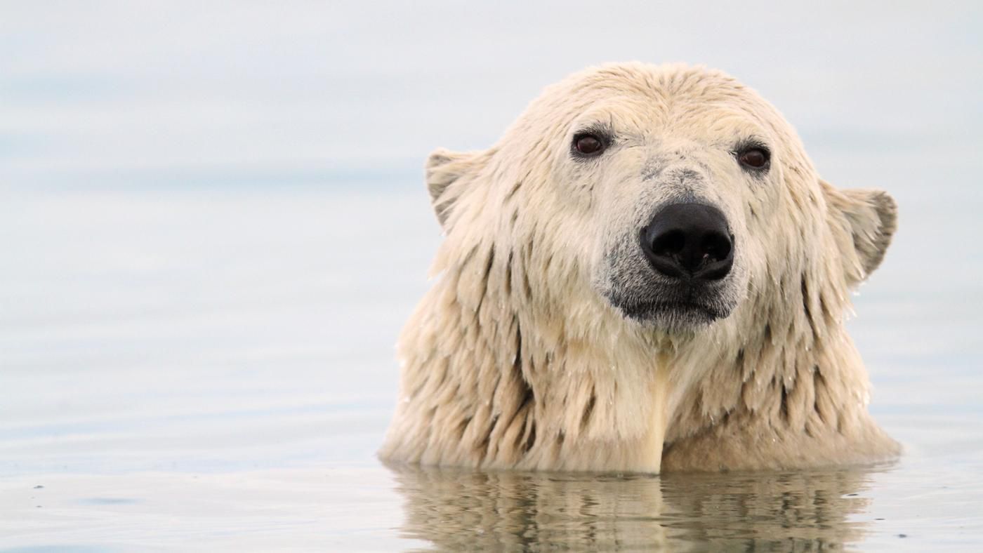 التكيفات للعيش المناطق الدب القطبي في من البارده تساعد التاليه اياً أي التكيفات