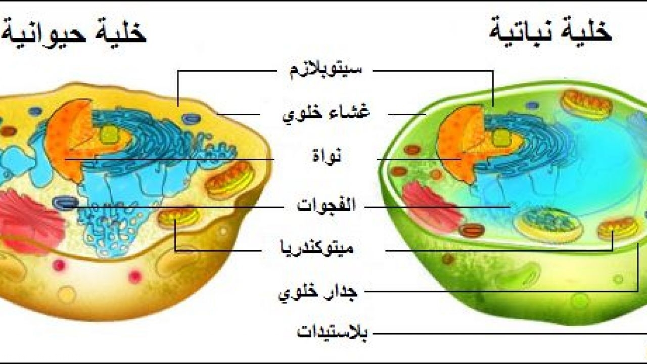 مجموعة