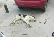 سبب إطلاق سيدة لبنانية النار على كلب في الشارع