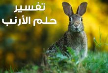تفسير حلم الأرنب في المنام لابن سيرين وابن شاهين والنابلسي
