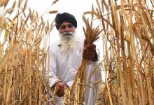 سبب توقف الإمارات عن تصدير القمح الهندي